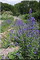 Viper's Bugloss (Echium vulgare) on the footpath in IP28 8LE