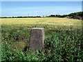 Trig. Point on Steventon Hill in Milton Hill