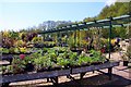 Plant stands in Dalverton Garden Centre in PO36 9PF