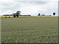 Wheat field east of Branxton Hill in Branxton