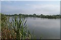 Wildmarsh Fishing Lake, Chilton Trinity in TA5 2BN