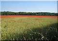 Poppies in a wheat field in RG7 6AY