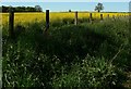 Oil seed rape field north of Jubilee Walk in LE17 5HP
