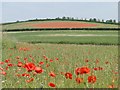 Poppies in Flitcham with Appleton