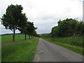 Tree lined road to Skendleby Psalter in Ulceby with Fordington