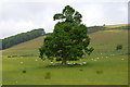 Tree near Tyllwyd farm in Llanfarian Community