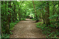 Footpath through Dendy's Wood in RH3 7AE