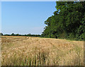 Barley field by Long Wood in SY13 4ER