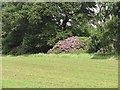 Rhododendron, Larbert House in FK5 4XU