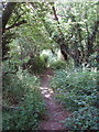 Footpath through belt of woodland, near Hyde Heath in HP6 5SQ