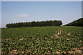 Brassica crop near North End House in CB8 7NN