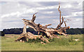 Dead Tree & View of Copse in HP4 1PR