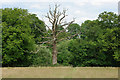 Dead tree, Hatchett's Shaw in RH5 5DU