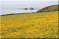 Field of Corn Marigolds at Little Hendra in TR19 7NU