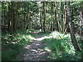 Footpath through Gunter's Copse in GU28 0NX