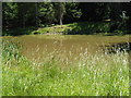 Pond in Blairs Copse in GU28 0NX