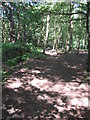 Footpath in the woods on Pyrford Common in GU22 8UA