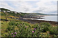Splendid thistles adorn this small section of the South West Coast Path in EX34 7ED