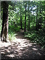 Green Chain Walk in Bostall Woods in SE2 0XZ
