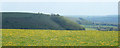 2010 : Dandelion time on the Wessex Ridgeway in BA12 0DY