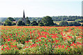Poppies in a field at Barming in Barming Heath & Teston Ward