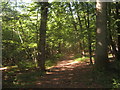 Footpath in South Park Wood in TN11 8ET