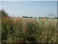 Hedgerow poppies, near Thurne in NR29 3BX