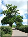 Coffintree Hill, near Stockleigh Pomeroy in EX17 4BH