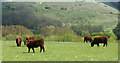 2010 : Cattle on Cradle Hill in BA12 0DY