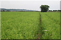 Crop Field near Eastbridge Sewer in TN25 7BP