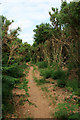 Path through tall gorse in BH12 1EQ