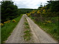 Forestry track in AB54 4QS