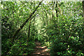 Dunkeswell: Rhododendron Walk in EX14 4QQ