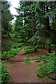 Path leading back to Hawkbatch car park, Wyre Forest in DY12 3AD