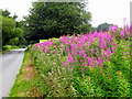 Rosebay Willowherb by the B3165 in EX13 5UW