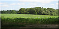 Maize Field off Mutton Hill in RH7 6RF