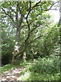 Woodland path, on the Two Castles trail, near Okehampton in EX20 1EB