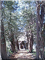 Yew-lined way to St John's church, Westborne in PO10 8UT
