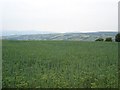 Crops and hills in Llangernyw Community