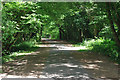 Cuckoo Trail - typical wooded section in TN21 0BY