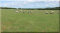 Sheep pasture, Coldstream in TD12 4BX