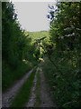 Byway south of Bepton in GU29 0HX