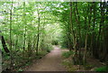 Sandpits Wood: Sussex Border Path in RH17 7DY