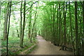 Sussex Border Path, Sandpits Wood in RH17 7DY
