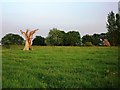 Sculptural old tree stump near Black Hales Farm in CV8 1QL