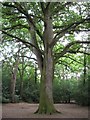 Old Oak in Delph Woods in BH21 3BJ
