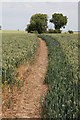 Footpath running through cornfield in Belleau