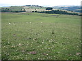 Musden Low Hillside towards Musden Wood in ST10 3LB