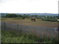 Horses on Hill Top in B68 0TG
