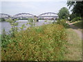 Barnes Railway Bridge and Barnes Riverside in W4 2RJ